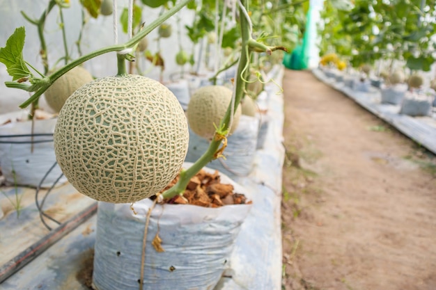 Piante di meloni cantalupo che crescono nel giardino in serra