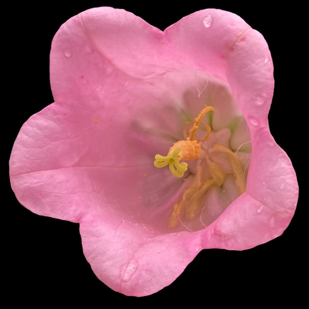 Canterbury bells flower black background