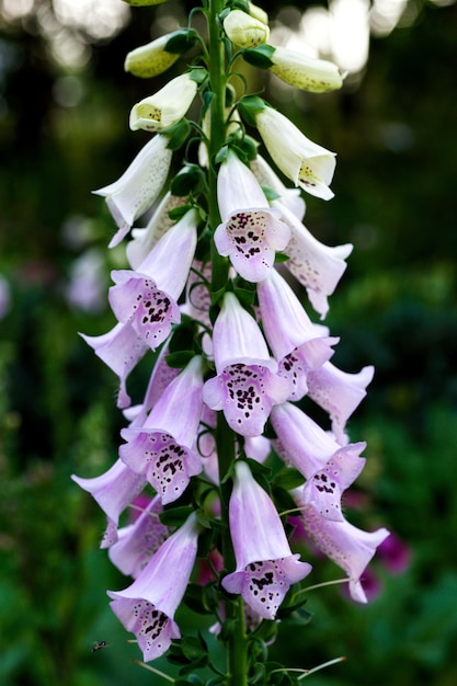 Canterbury bloem in de tuin