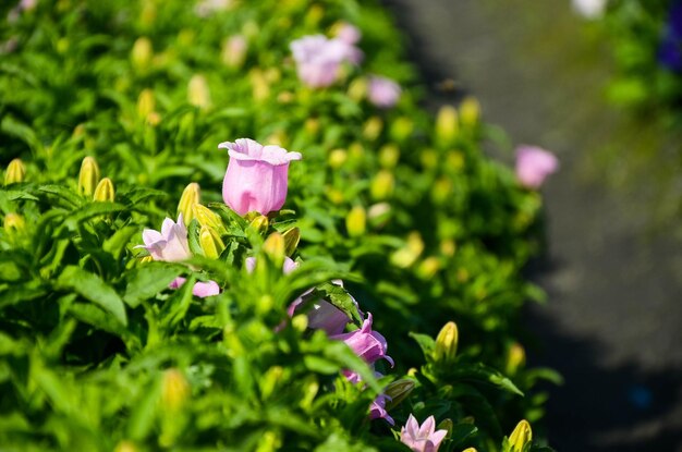 Canterburybells Campanula medium L