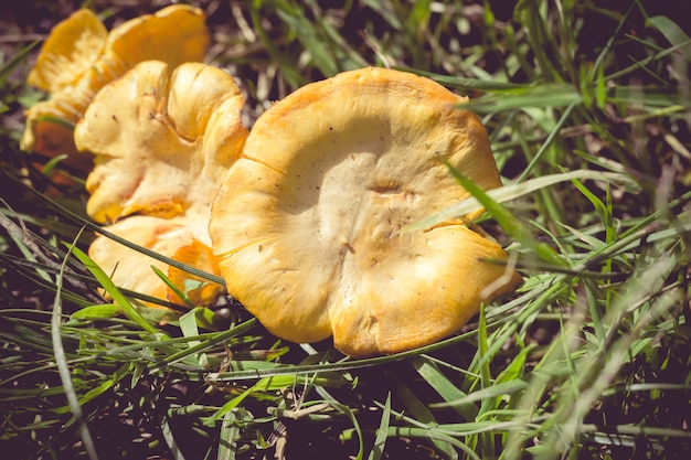 Cantharellen op het gras Retro