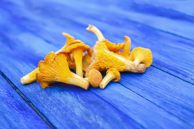 Cantharellus cibarius edible yellow mushrooms on wooden surface golden chanterelle or girolle