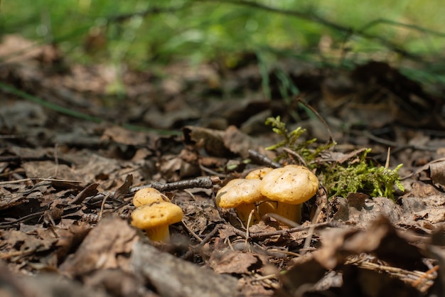 Cantharellus cibarius 또는 숲에서 자라는 황금 살구 류