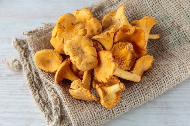 Photo cantharellus mushrooms