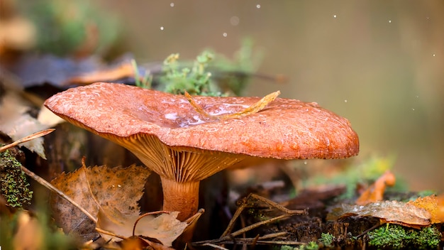 Cantharelpaddestoel in het hout, waardevolle eetbare paddestoel