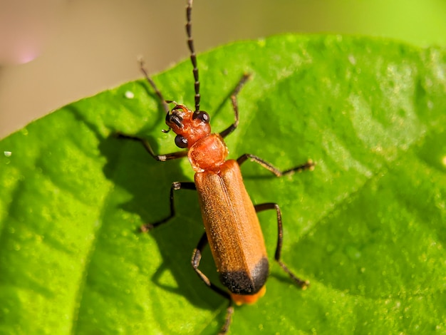 Foto cantharis livida è una specie di coleottero soldato appartenente al genere cantharis famiglia cantharidae