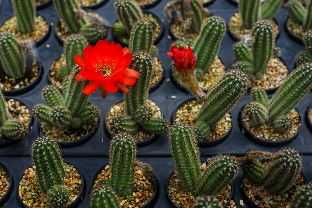 Cantusboom geplant in een pot met natuurlijk licht