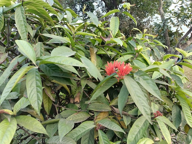 A Canvas Of Natures Bounty With Followers