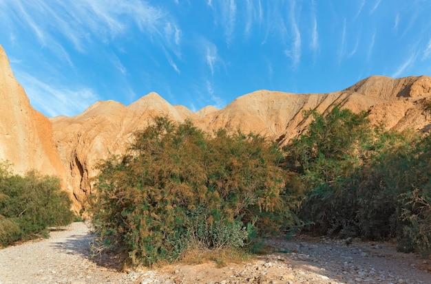 Foto canyon del letto del fiume og all'alba in israele