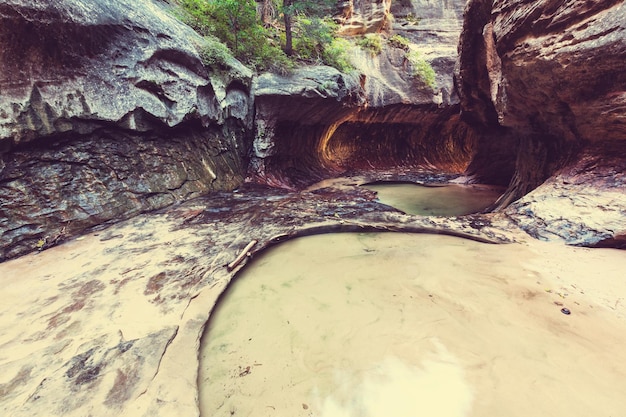 Canyon in Zion