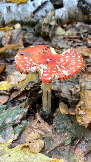 Cap mushroom fly agaric in the Russian forest