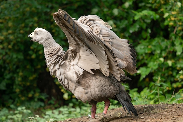 Cape Barren Goose Cereopsis novaehollandiae