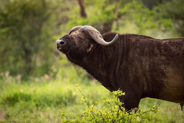 Photo cape buffalo by tree on grassy field