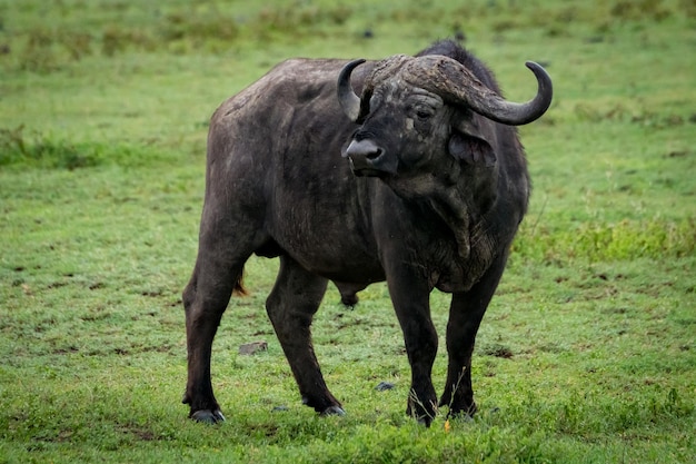 Photo cape buffalo by tree on grassy field