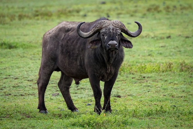 Photo cape buffalo by tree on grassy field