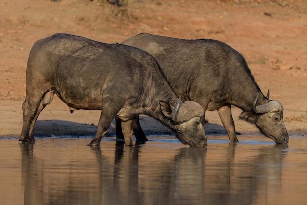 Photo cape buffalo herd