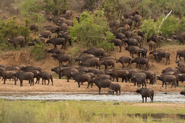 Photo cape buffalo herd