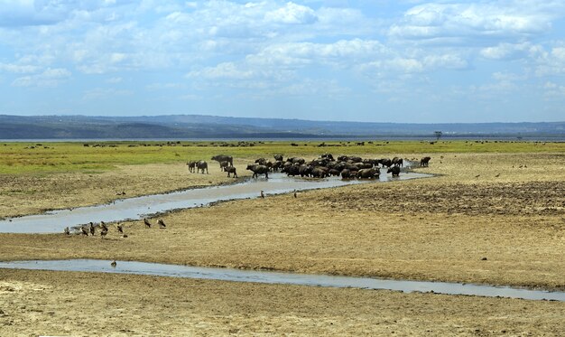 Cape Buffalo in Lake Nakuru National Park in Kenya