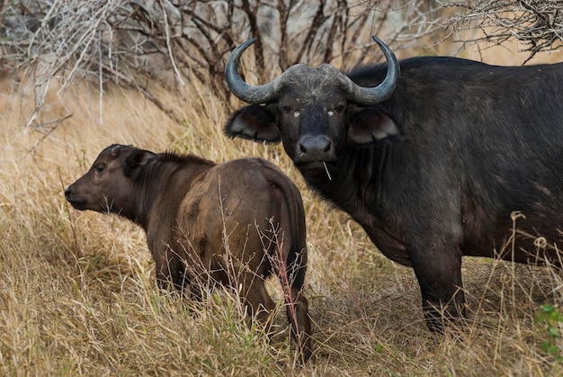 Cape Buffalo moeder en kalf Kruger National Park Zuid-Afrika