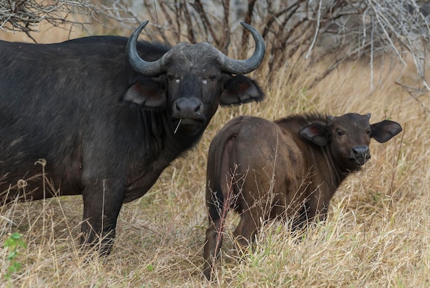 Cape Buffalo moeder en kalf Kruger National Park Zuid-Afrika
