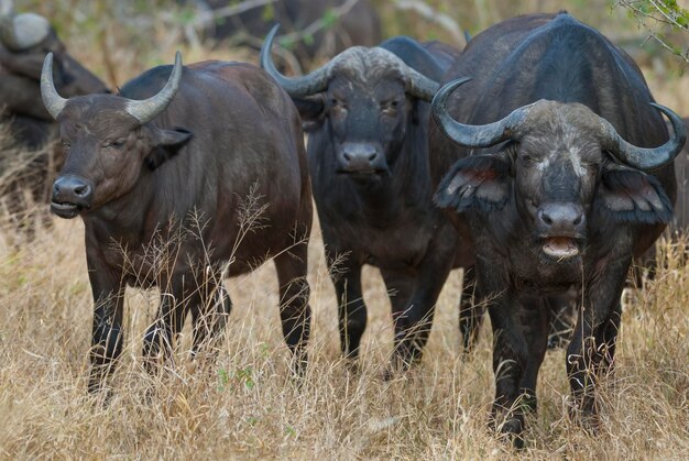 Cape Buffalo moeder en kalf Kruger National Park Zuid-Afrika