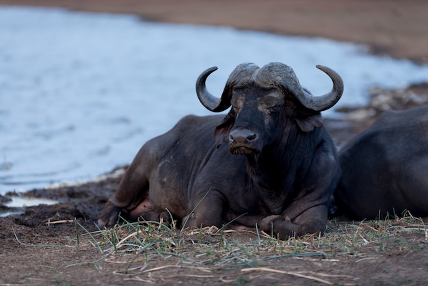 Cape buffalo portrait