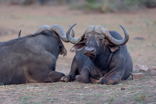 Cape buffalo portrait