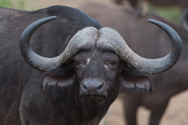 Cape buffalo portrait