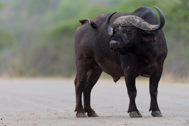 Photo cape buffalo portrait