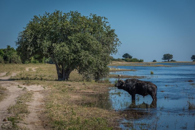 Photo cape buffalo standing in pond