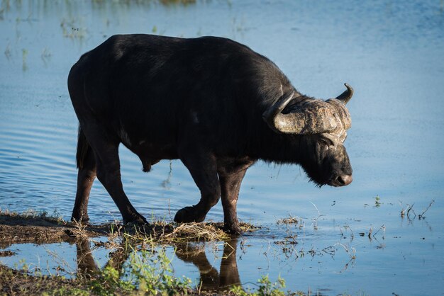 Photo cape buffalo walking in pond