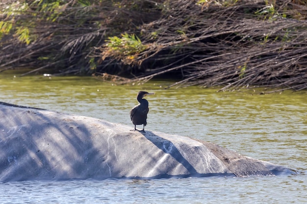 Cape cormorant Phalacrocorax capensis closeup