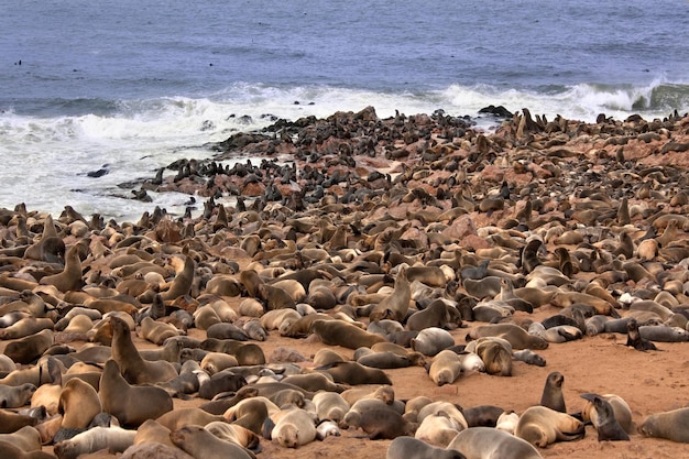 Cape Fur Seal Colony Namibia