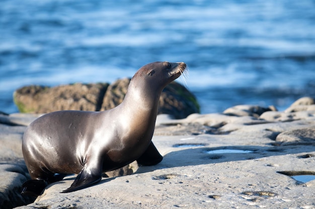 Cape fur seals wildlife concept with sea lion