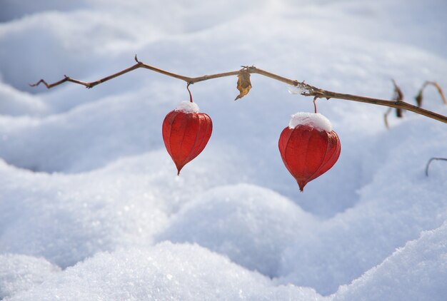 Cape gooseberry and snow