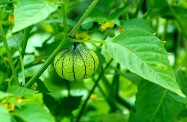 케이프 구즈베리그라운드 체리Physalis는 자연 배경을 갖춘 정원에 있는 식물에 있는 과일입니다. Physalis alkekengi가 닫혀 있습니다.