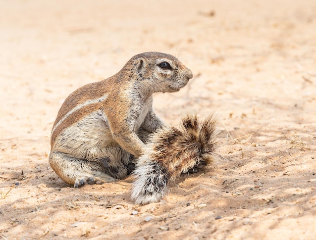 Photo cape ground squirrel