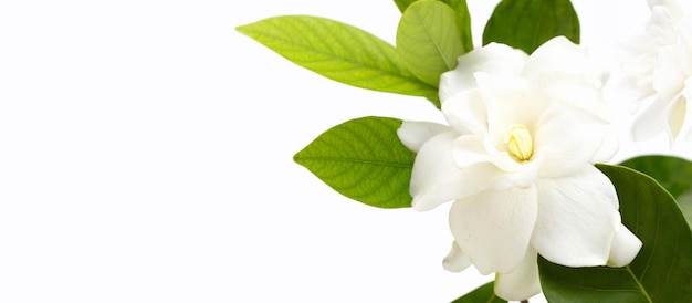 Cape jasmine or garden gardenia gerdenia flower