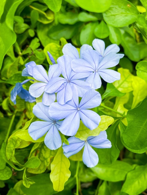 Cape leadwort или Plumbago auriculata цветок в саду