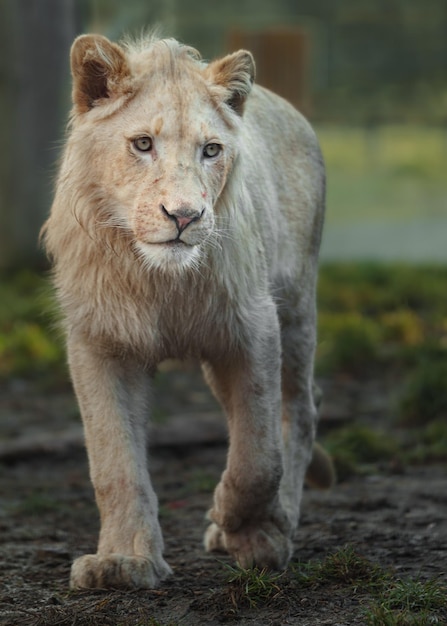 Cape lion