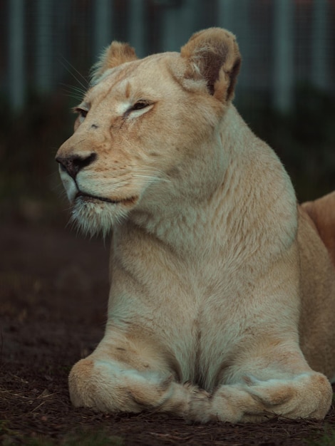 Cape lion