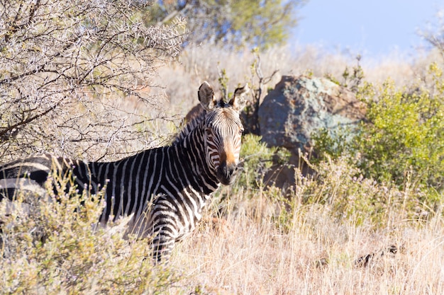 Zebra di montagna del capo dal parco nazionale di mountain zebra