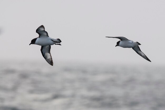 Cape Petrel Antarctische vogel Antartica