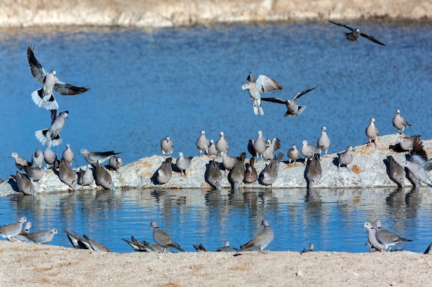 케이프 거북 비둘기 나미비아 아프리카