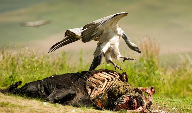 Photo cape vulture landing on a carcass