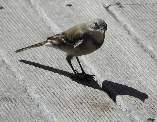 Cape Wagtail