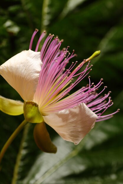 Caper blooming flower macro shot