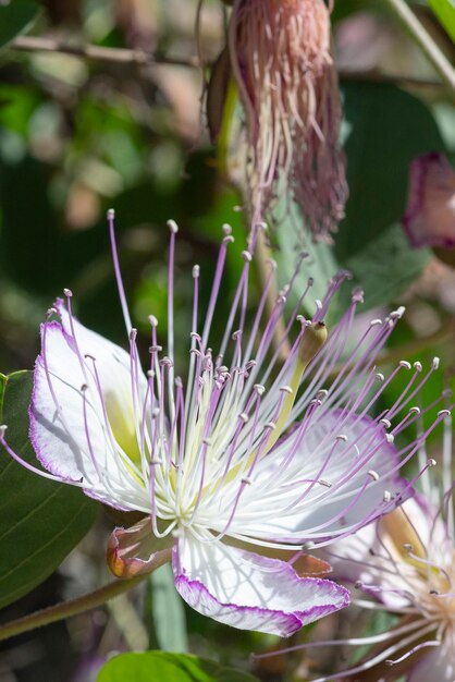 Фото Каперский куст или флиндерская роза capparis spinosa малага испания