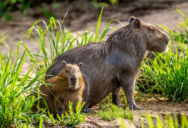 Capibara bij de rivier in het gras