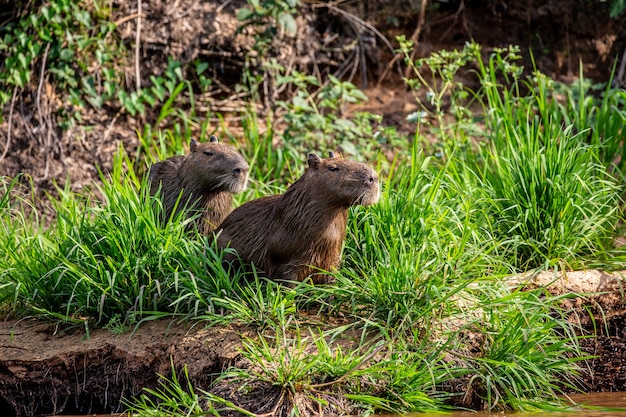 Capibara bij de rivier in het gras